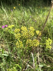 Polytaenia nuttallii