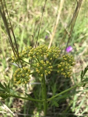 Polytaenia nuttallii