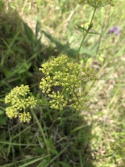 Polytaenia nuttallii