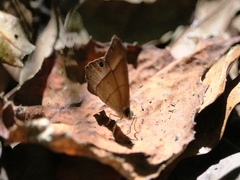 Amiga arnaca sericeella