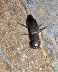 Ocypus curtipennis