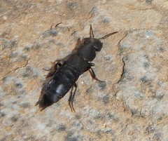 Ocypus curtipennis
