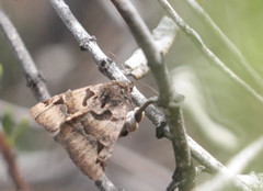 Euclidia ardita