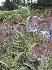 Persicaria attenuata