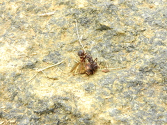 Ectatomma brunneum