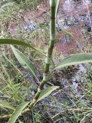 Persicaria attenuata
