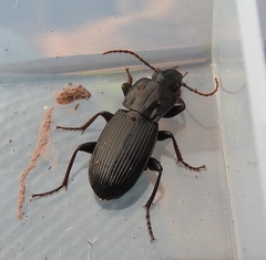 Pterostichus herculaneus