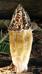Morchella snyderi