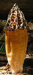 Morchella snyderi