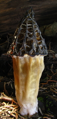 Morchella snyderi