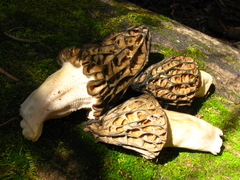 Morchella snyderi