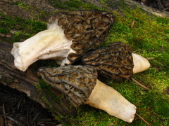 Morchella snyderi
