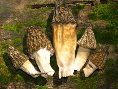 Morchella snyderi