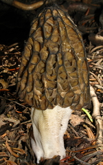 Morchella snyderi