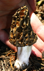 Morchella snyderi