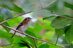 Vireo bairdi