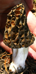 Morchella snyderi
