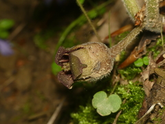 Asarum canadense reflexum