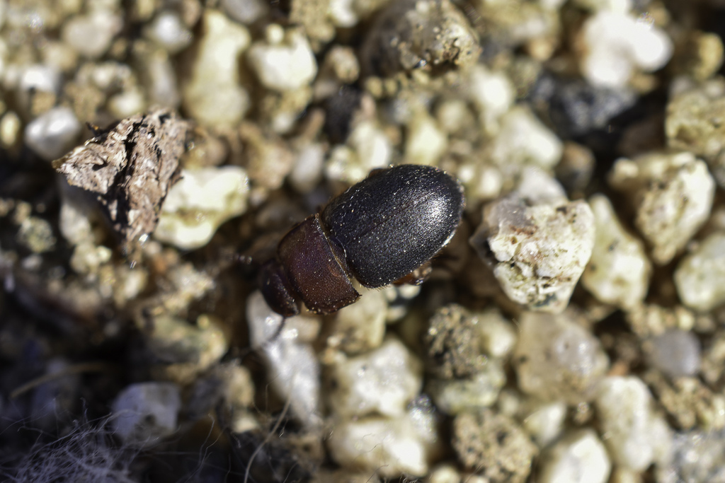 Notibius puncticollis