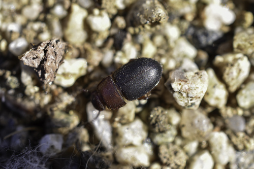 Notibius puncticollis