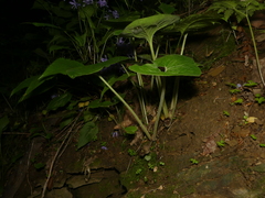 Asarum canadense reflexum