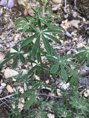 Lupinus rivularis