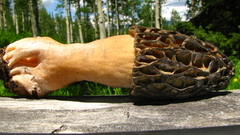 Morchella snyderi