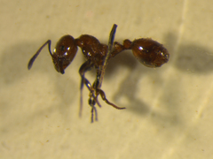 Chelaner antarcticus