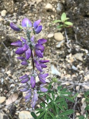 Lupinus rivularis
