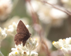Callophrys augustinus