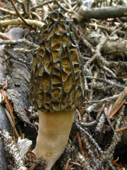 Morchella snyderi