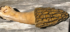 Morchella snyderi