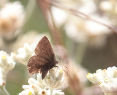 Callophrys augustinus