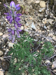 Lupinus rivularis
