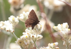 Callophrys augustinus