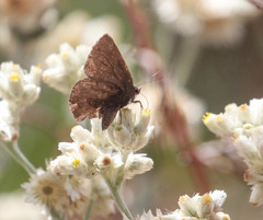 Callophrys augustinus