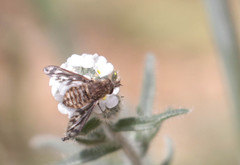 Conophorus fenestratus