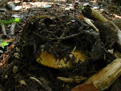 Cortinarius verrucisporus