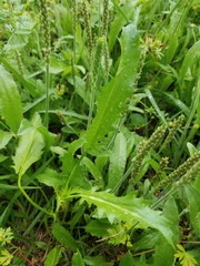 Eryngium hookeri