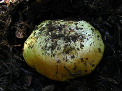 Cortinarius verrucisporus