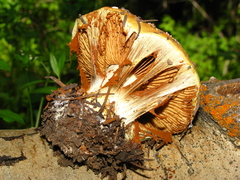 Cortinarius verrucisporus