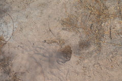 Xerospermophilus tereticaudus