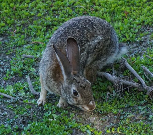 iNaturalist observation photo of Desert Cottontail