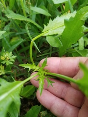 Eryngium hookeri