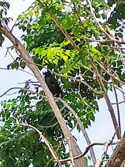 Acridotheres grandis