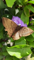 Achlyodes pallida