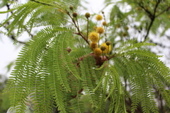 Acaciella