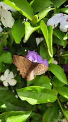 Achlyodes pallida