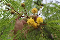 Acaciella