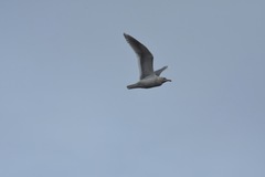 Larus glaucoides